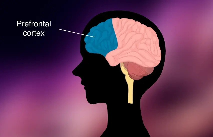 Diagram of the brain highlighting the areas involved in calm, focused learning
